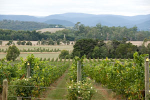 Yarra Vineyards Yarra Vineyards