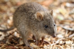 potoroo