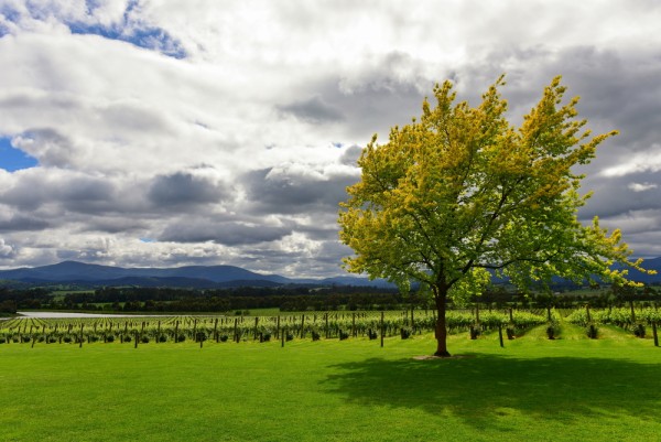 Yarra Valley