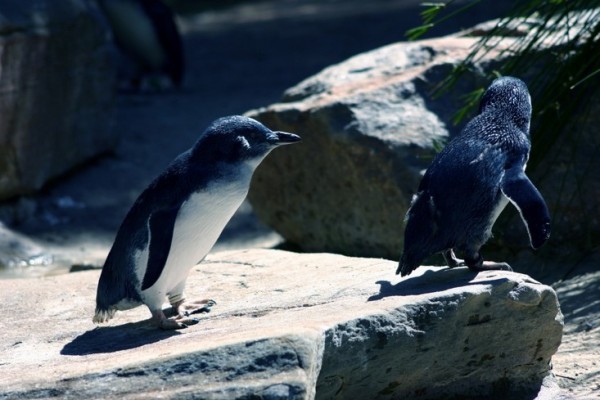 Little Penguins