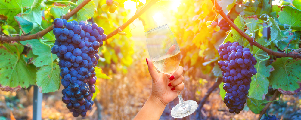 Yarra Valley wines